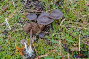 Entoloma vindobonense (2)_LR_LR